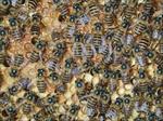 طرح-توجیهی-پرورش-و-نگهداری-زنبور-عسل-به-همراه-پاورپوینت