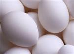 دانلود-طرح-توجیهی-بسته-بندی-وتوزيع-تخم-مرغ