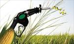 تحقیق-بیوسوخت-(biofuel)