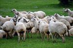 رفتارشناسی-کاربردی-گوسفندان