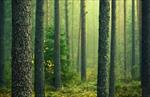 پاورپوینت-جنگل-و-عوامل-مؤثر-بر-آن