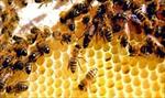 پاورپوینت-الگوریتم-زنبور-عسل