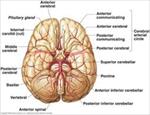 پاورپوینت-brain-anatomy