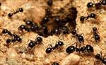 تحقیق-مورچه-حشره-ای-اجتماعی