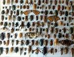 تحقیق-حشرات