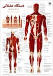 پاورپوینت-آناتومی-دستگاه-عضلانی