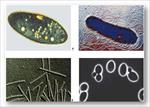 پاورپوینت-نقش-میکروب-ها-و-باکتری-ها-در-پاکسازی-محیط-زیست