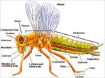پاورپوینت-بررسی-جامع-حشرات-به-زبان-انگلیسی