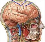 پاورپوینت-دستگاه-عصبی-مغز-و-نخاع