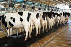 پاورپوینت چالش های مهم استفاده از مکمل های مواد معدنی در تغذیه گاوهای شیری
