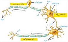 تحقیق تأثير فعاليت عصبي سمپاتيك و كته كولامين‌‌ها روي نورون‌‌هاي آوران اوليه