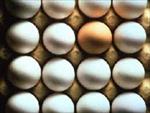 تحقیق-غنی-سازی-تخم-مرغ-با-استفاده-از-رنگدانه-های-طبیعی