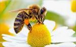 پاورپوینت-زنبور