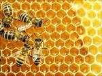 تحقیق-توليد-مثل-و-تشکيلات-کندوي-زنبور-عسل