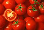 تحقیق-آئين-كار-نگهداري-و-ترابري-گوجه-فرنگي
