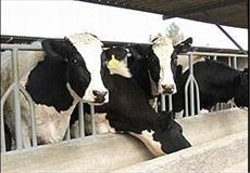تحقیق اصول و راه کارهای پرورش گاو شیری و گوساله