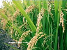 تحقيق گياه شناسي برنج