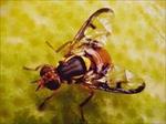 تحقیق-مگس-ميوه-شرقي-oriental-fruit-fly