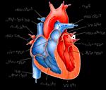 پاورپوینت-آناتومی-و-فیزیولوژی-قلب-و-عروق