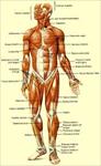 پاورپوینت-با-موضوع-آناتومی-بدن-انسان
