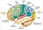 پاورپوینت-کمای-گلاسکو--مقیاس-فور-و-سیستم-فعال-کننده-مشبک-مغز