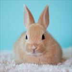 پاورپوینت-the-rabbit-خرگوش