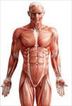 پاورپوینت-صدمات-سیستم-عضلانی-اسکلتی-(بافت-نرم)
