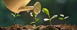 پاورپوینت-عوامل-محیطی-مؤثر-بر-رشد-و-نمو-گیاهان