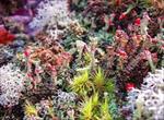 تحقیق-گلسنگها-lichens