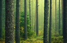 پاورپوینت جنگل و عوامل مؤثر بر آن
