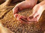 تحقیق-بررسی-کاهش-ضايعات-بذر-مصرفی-گندم