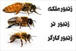 تحقیق-زنبور-ملکه-و-کارگر-و-زنبور-نر