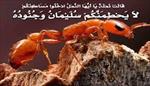پاورپوینت-حشرات-در-قرآن-و-احادیث