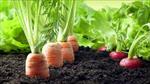 پاورپوینت-رشد-و-نمو-سبزي‌-ها