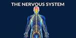 پاورپوینت-دستگاه-عصبی-nervous-system