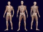 پاورپوینت-استخوان-بندي-بدن-انسان-skeleton