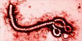 پاورپوینت شایعات و واقعیت ها در مورد بیماری ویروس ابولا