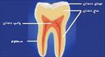 تحقیق-آناتومي-دندان