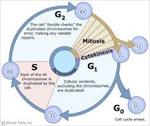 پاورپوینت-چرخه-سلولی-و-مراحل-مربوطه