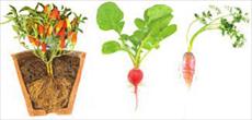 تحقیق گوناگونی گیاهان