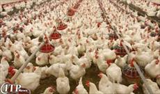 جزوه آموزشی اصول پرورش مرغ گوشتی