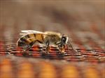 پاورپوینت-تولیدمثل-و-تشکیلات-کندوی-زنبور-عسل