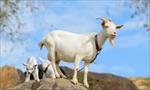 تحقیق-پرورش-گوسفند-بز-بره-تغذیه-بیماری-ها-و-واکسن-های-مربوطه
