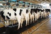 پاورپوینت چالش های مهم استفاده از مکمل های مواد معدنی در تغذیه گاوهای شیریچالش های مهم استفاده از مک