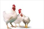 تحقیق-بافت-دان-و-عملکرد-مرغ-گوشتی