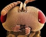 پاورپوینت حشره شناسی پزشکی (Medical Entomology)