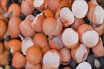 پاورپوینت-عوامل-موثر-بر-کیفیت-پوسته-تخم-مرغ