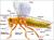 پاورپوینت بررسی جامع حشرات به زبان انگلیسی