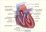 پاورپوینت-ترمیم-و-تعویض-دریچه-های-قلبی