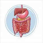 پاورپوینت-آناتومی-و-فیزیولوژی-دستگاه-گوارش-gasterointestinal-system(gi)-alimentary-canal